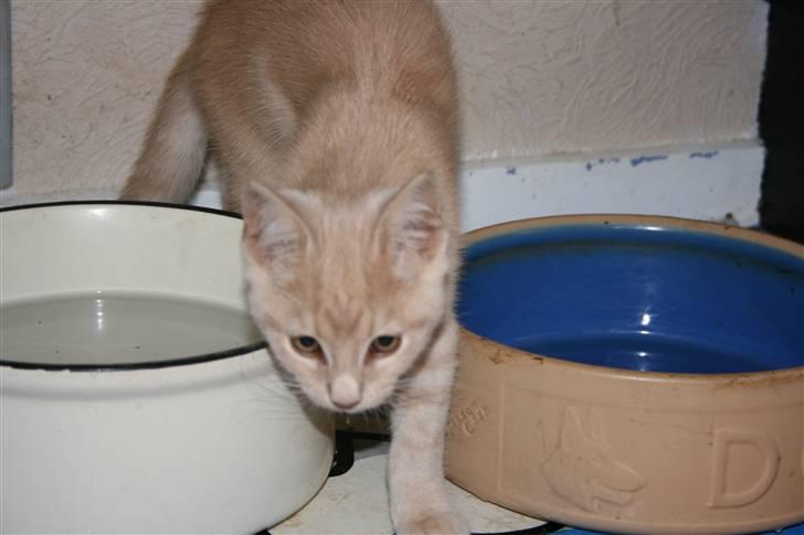 Blanding af racer Bertil billede 2