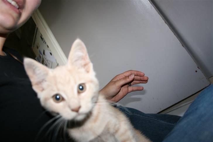 Blanding af racer Bertil billede 3