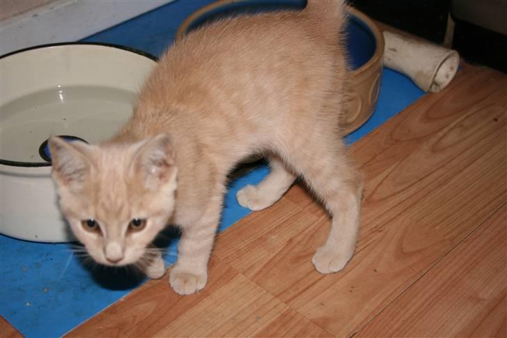 Blanding af racer Bertil billede 4