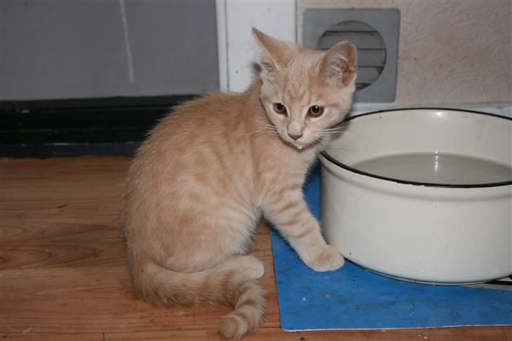 Blanding af racer Bertil billede 5