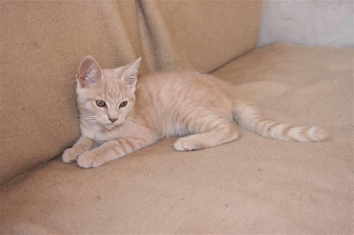 Blanding af racer Bertil billede 6