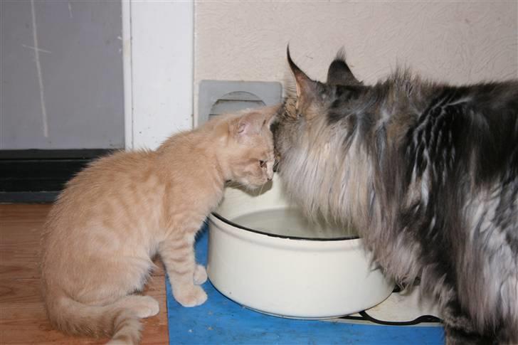 Blanding af racer Bertil billede 7