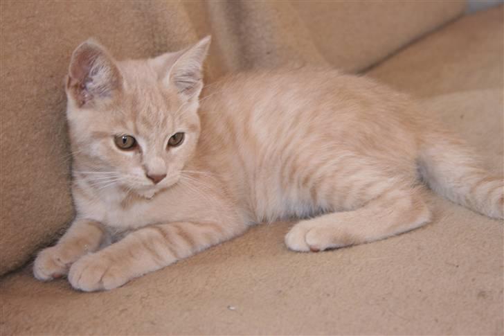 Blanding af racer Bertil billede 8