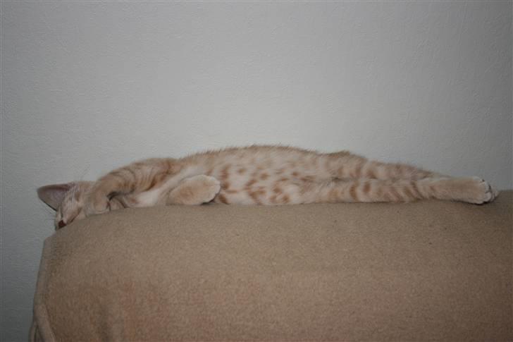 Blanding af racer Bertil billede 9