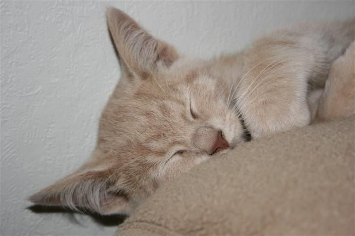 Blanding af racer Bertil billede 10