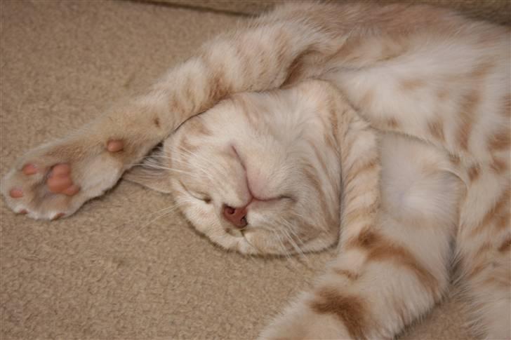 Blanding af racer Bertil billede 11