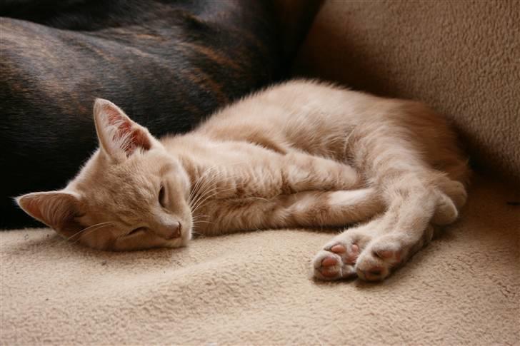 Blanding af racer Bertil billede 12