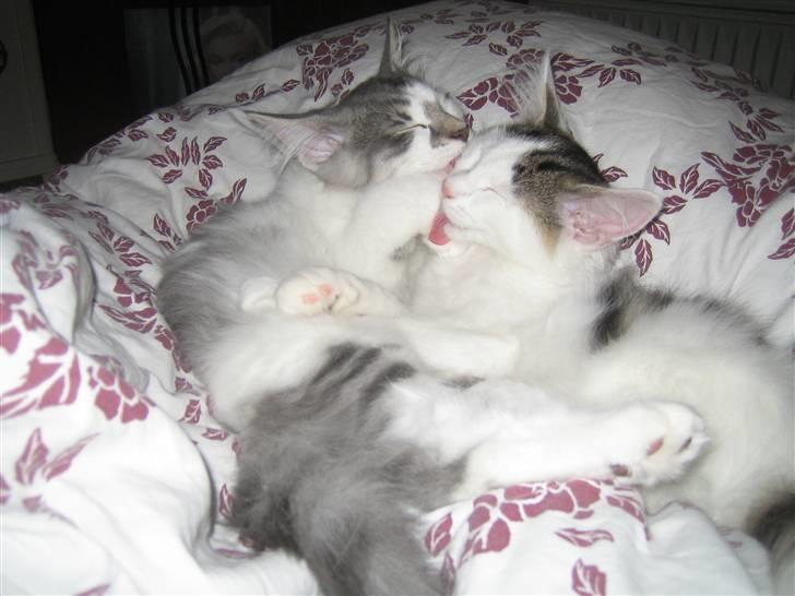 Norsk Skovkat             Jimmi Hendrix billede 9