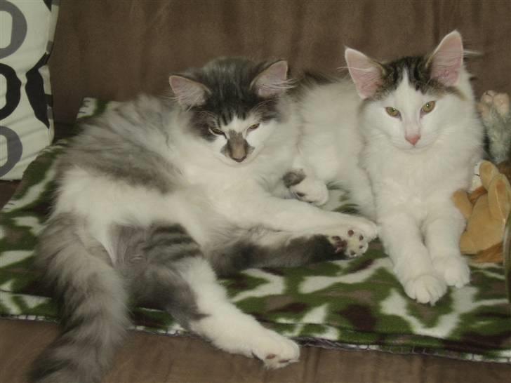 Norsk Skovkat             Jimmi Hendrix billede 10