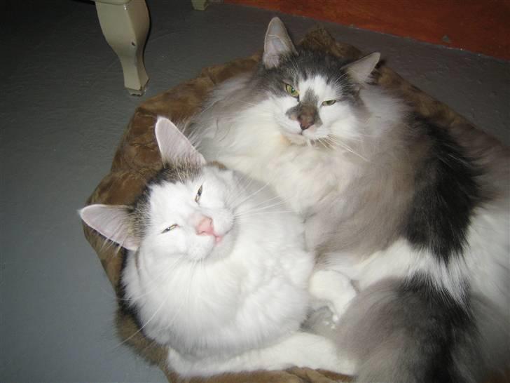 Norsk Skovkat             Jimmi Hendrix billede 11