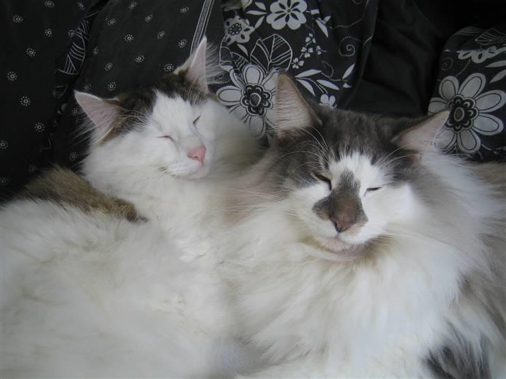 Norsk Skovkat               Johnny Cash billede 10