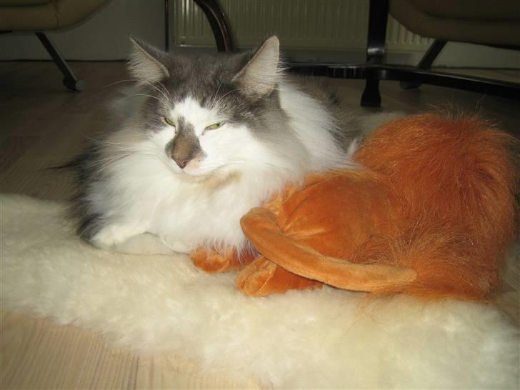 Norsk Skovkat               Johnny Cash billede 11