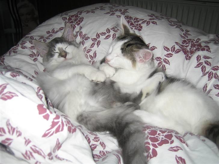 Norsk Skovkat               Johnny Cash billede 12