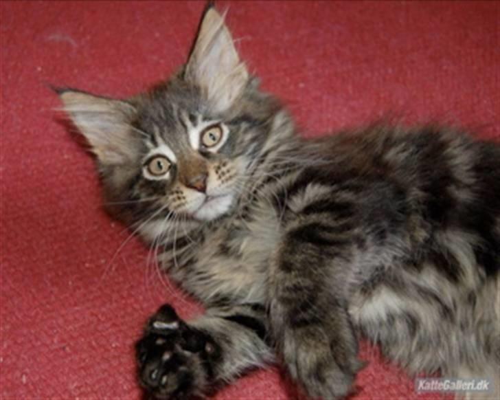 Maine Coon DK Poly-Cat´s Cheela P billede 1