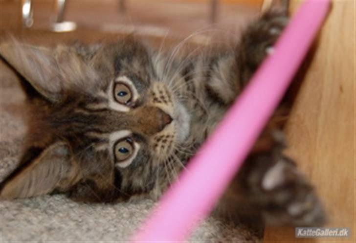 Maine Coon DK Poly-Cat´s Cheela P billede 2