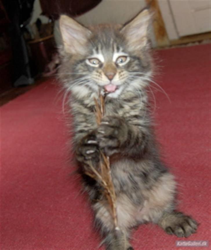 Maine Coon DK Poly-Cat´s Cheela P billede 3