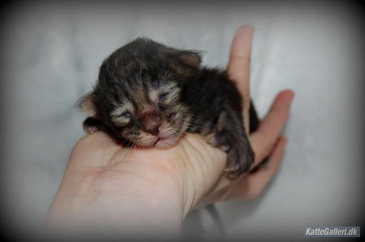 Maine Coon DK Poly-Cat´s Cheela P billede 4