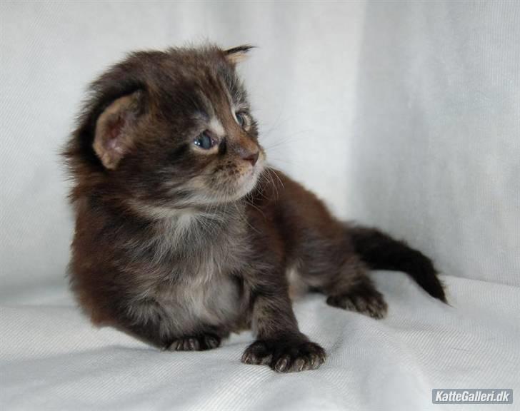 Maine Coon DK Poly-Cat´s Cheela P billede 5