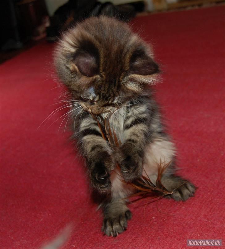 Maine Coon DK Poly-Cat´s Cheela P billede 6