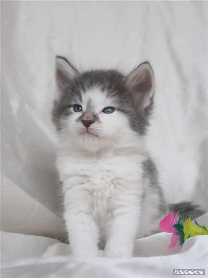 Norsk Skovkat               Johnny Cash billede 13