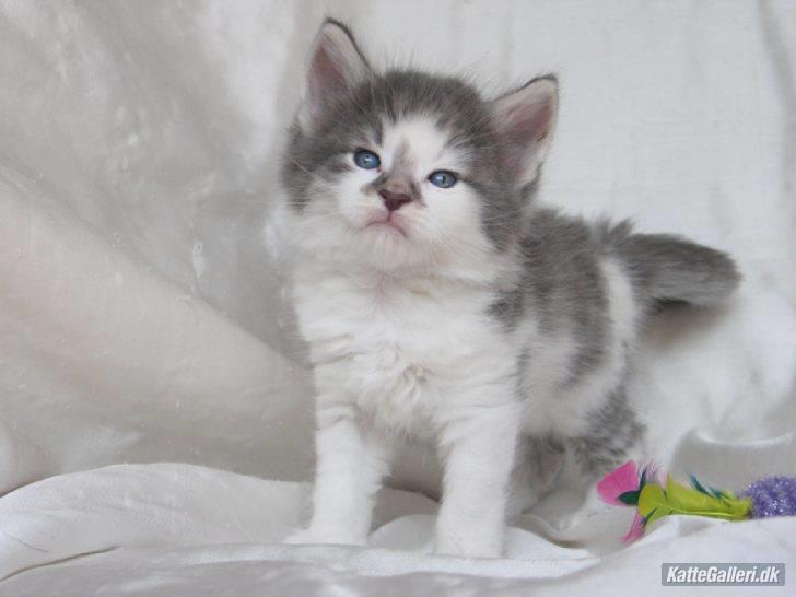 Norsk Skovkat               Johnny Cash billede 14