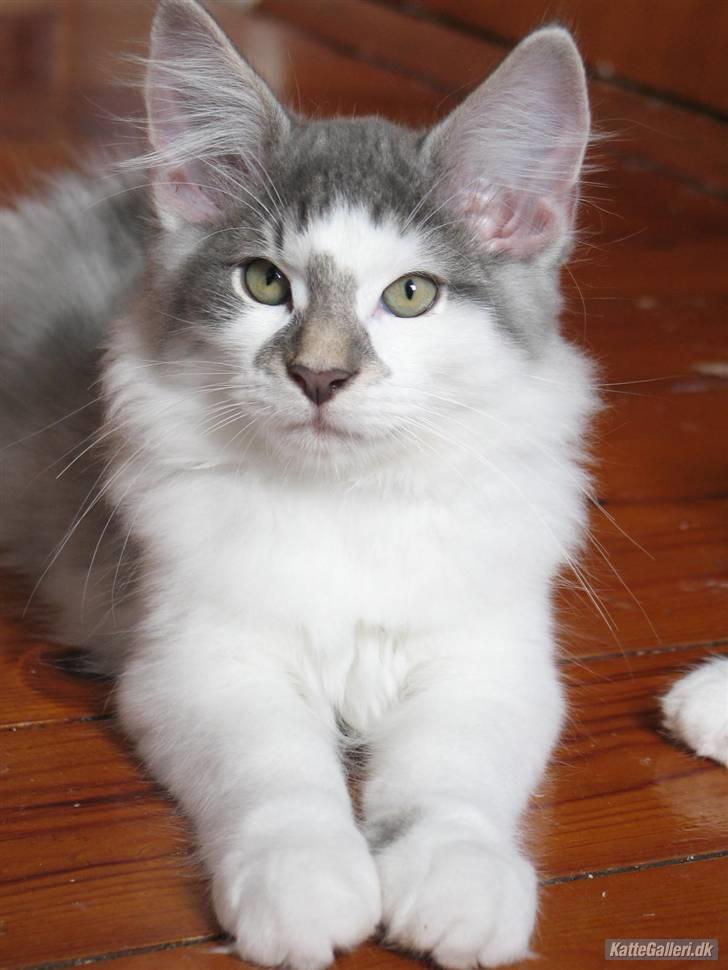 Norsk Skovkat               Johnny Cash billede 15