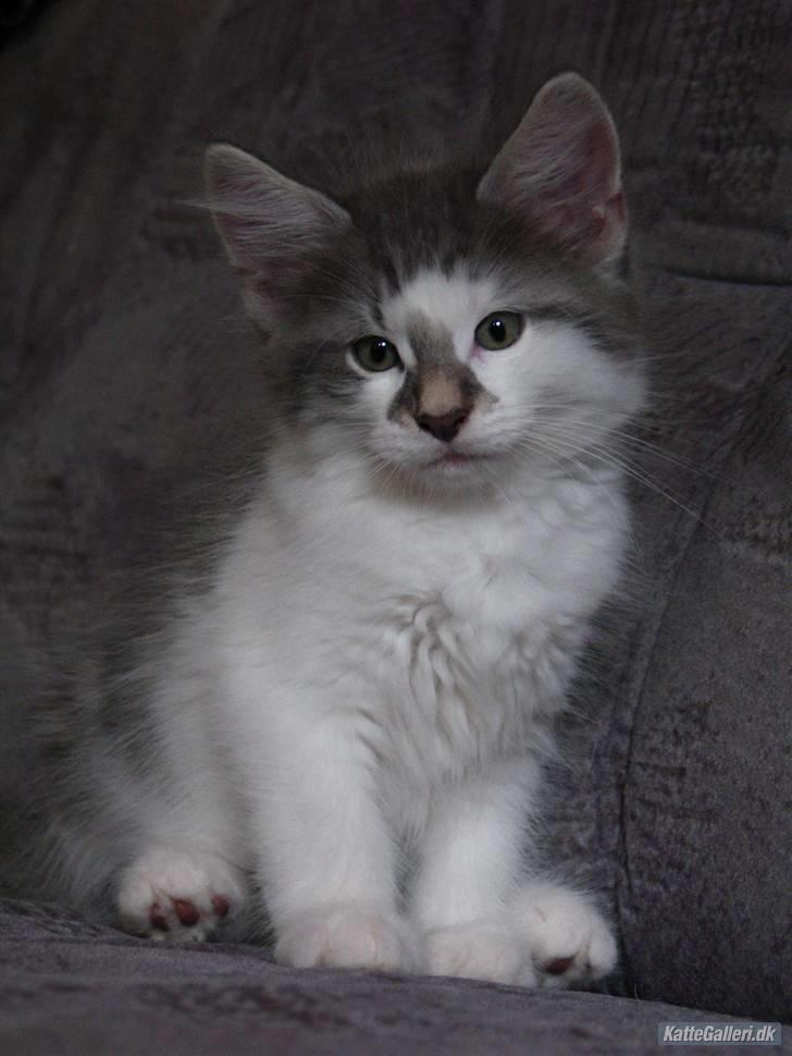 Norsk Skovkat               Johnny Cash billede 16