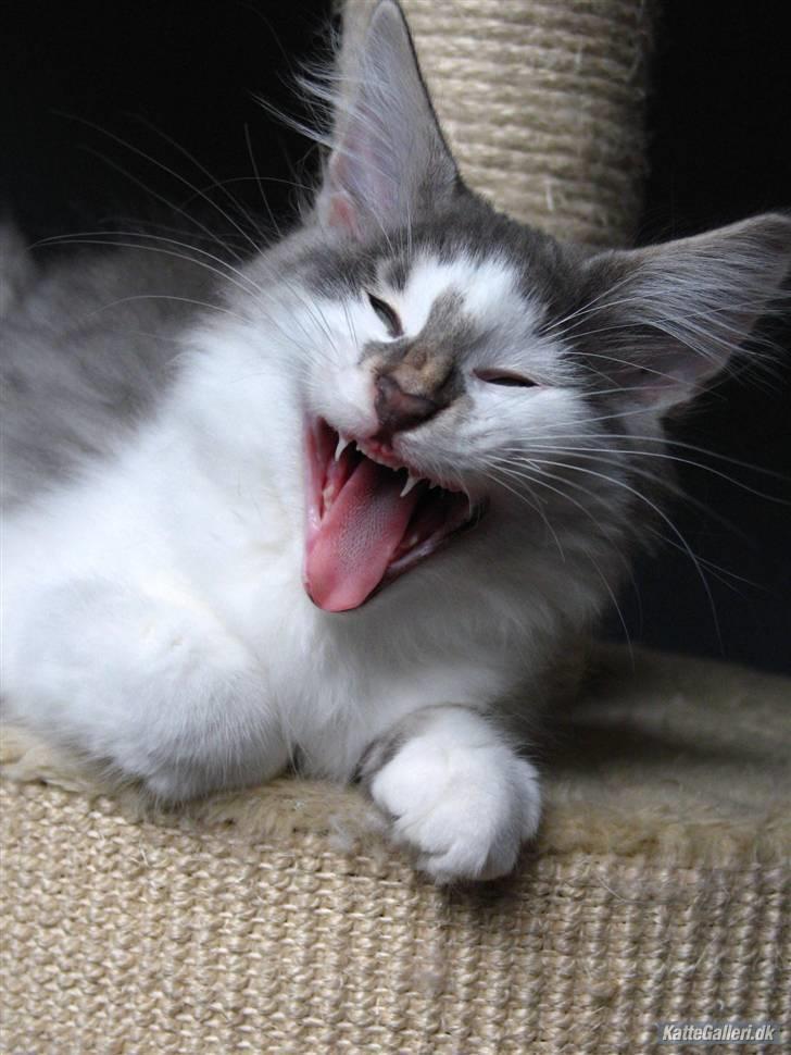 Norsk Skovkat               Johnny Cash billede 17