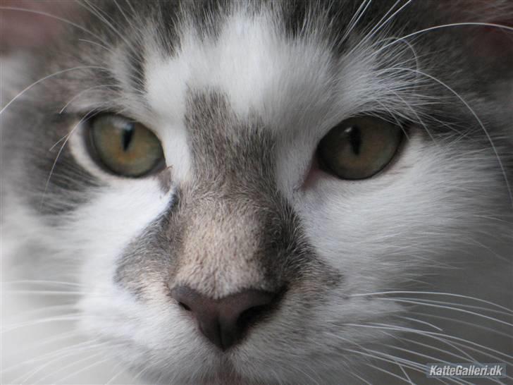 Norsk Skovkat               Johnny Cash billede 18