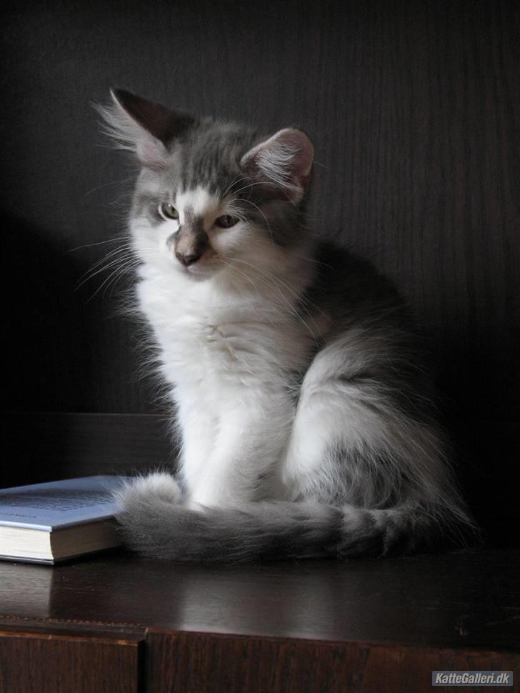 Norsk Skovkat               Johnny Cash billede 19