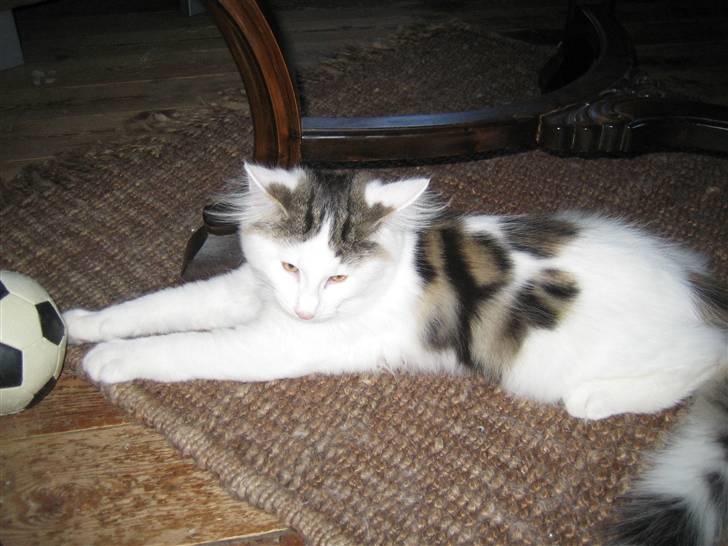 Norsk Skovkat             Jimmi Hendrix billede 12