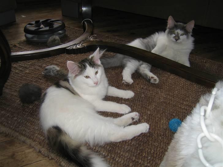 Norsk Skovkat             Jimmi Hendrix billede 13