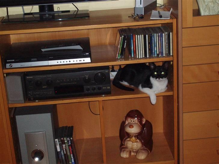 Huskat Lille Spir billede 8