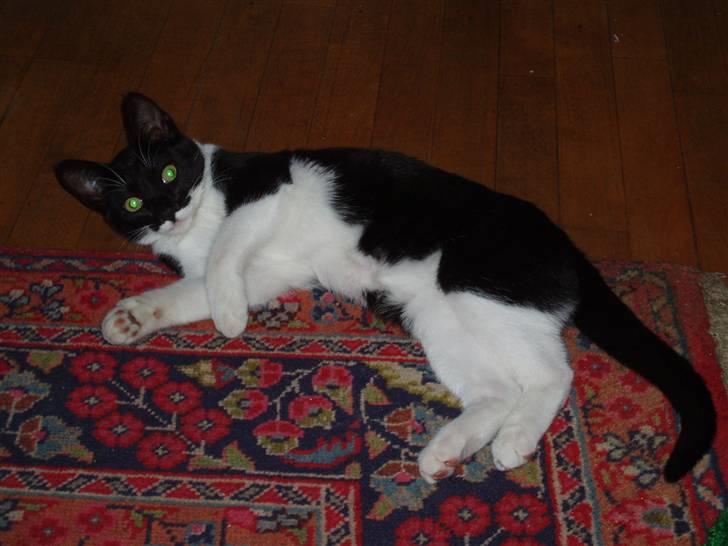 Huskat Lille Spir billede 9