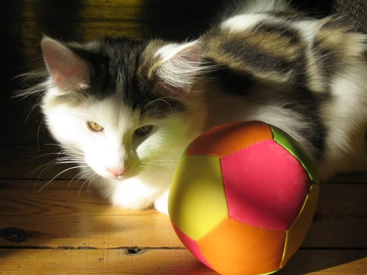 Norsk Skovkat             Jimmi Hendrix billede 14