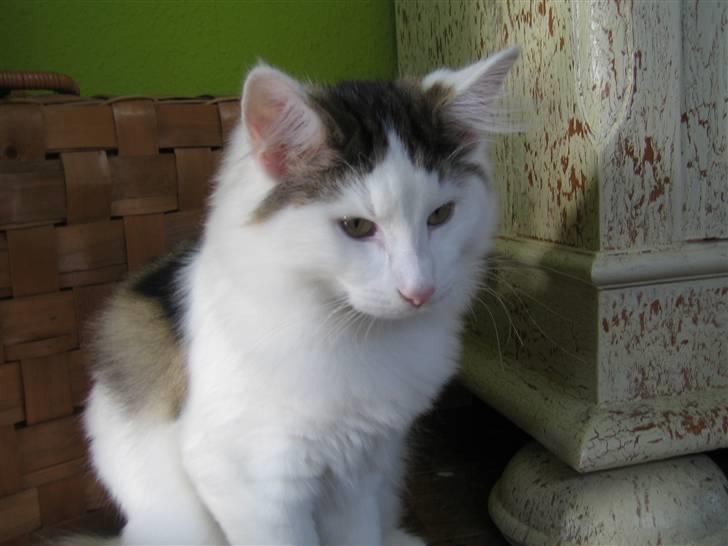 Norsk Skovkat             Jimmi Hendrix billede 15