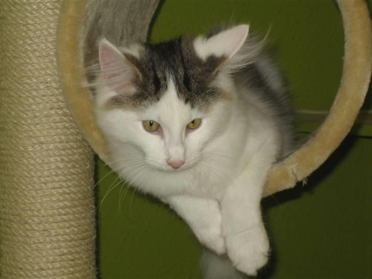 Norsk Skovkat             Jimmi Hendrix billede 16