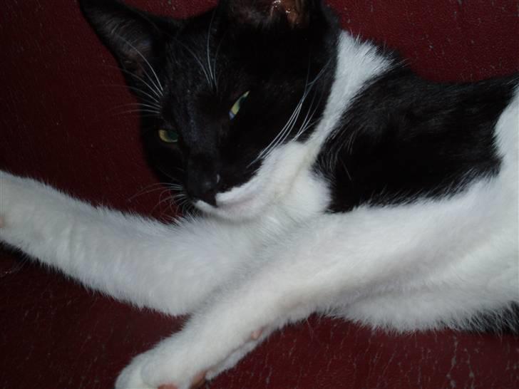 Huskat Lille Spir billede 10