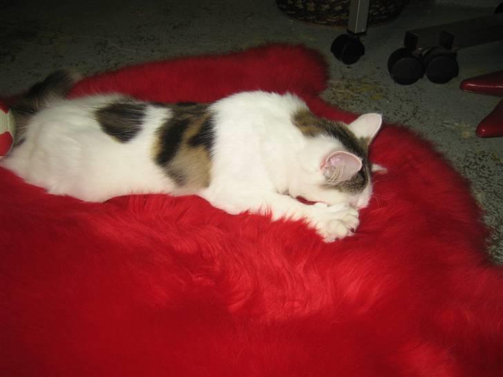 Norsk Skovkat             Jimmi Hendrix billede 17