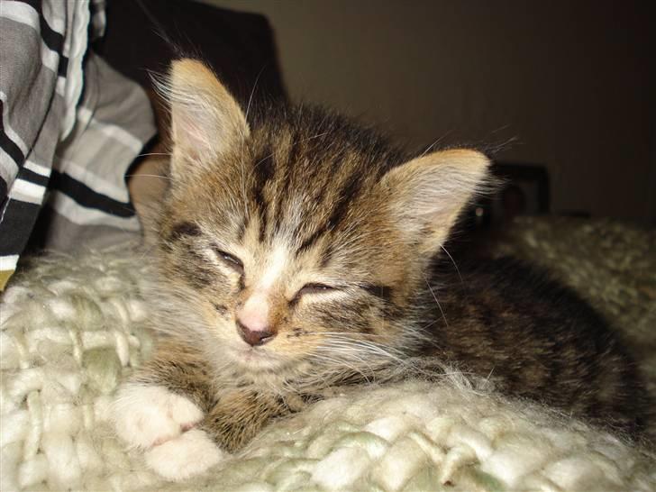 Huskat Marni - her er jeg lige blevet fundet, efter mad og bad.. billede 1