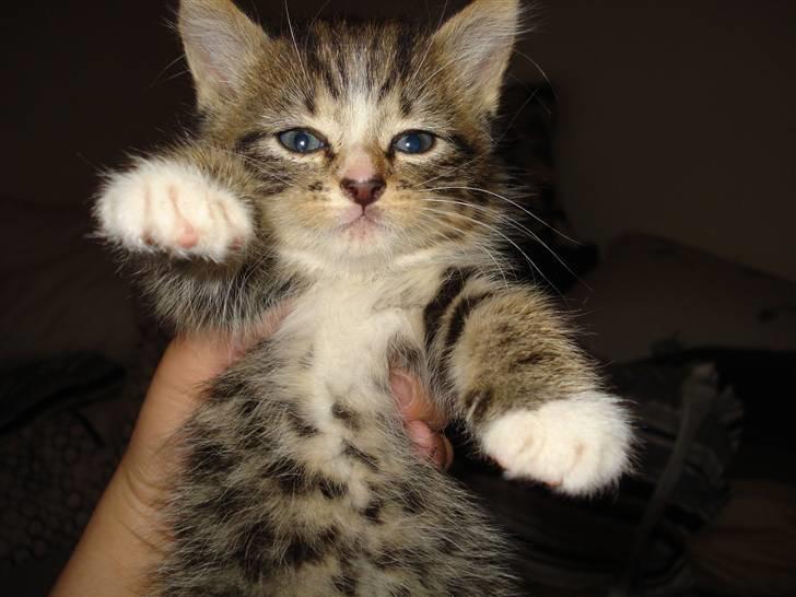 Huskat Marni billede 2