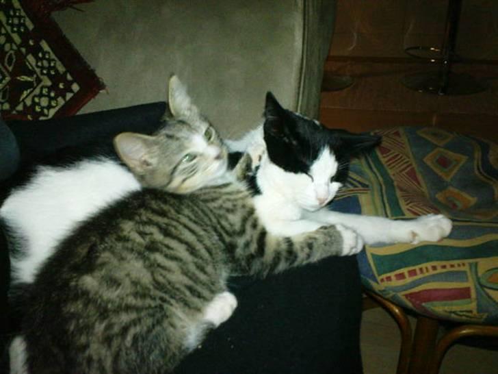 Huskat Marni - putter med Gilbert billede 3