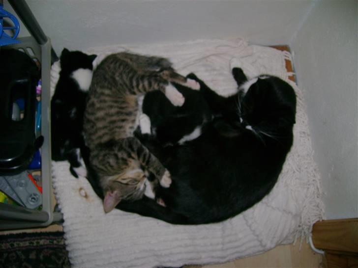 Huskat Marni - putter med de nye killinge, som for øvrigt savner et godt hjæm billede 4