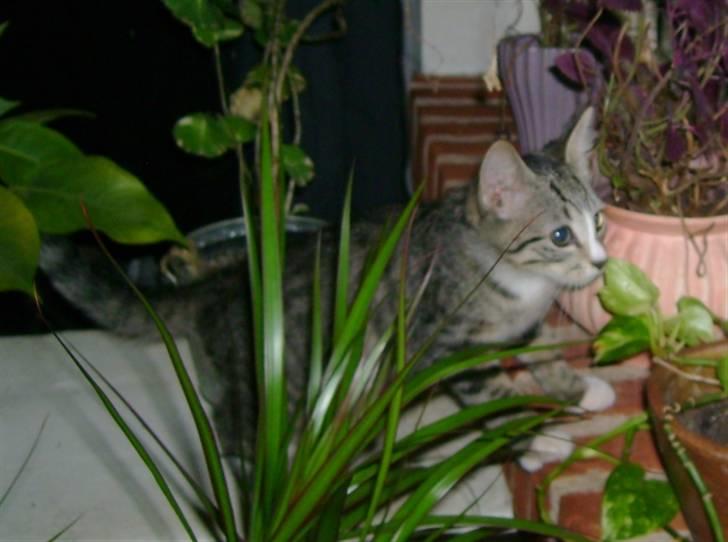 Huskat Marni billede 5