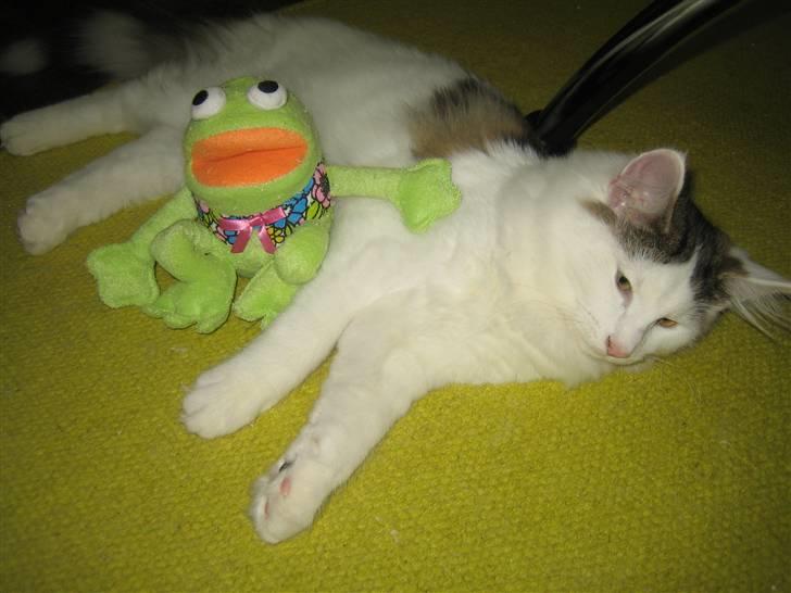 Norsk Skovkat             Jimmi Hendrix billede 19