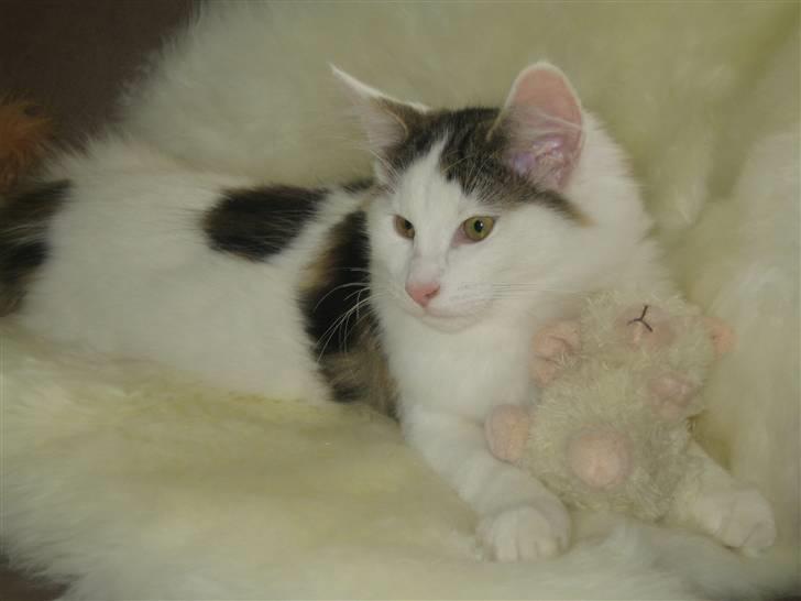 Norsk Skovkat             Jimmi Hendrix billede 20