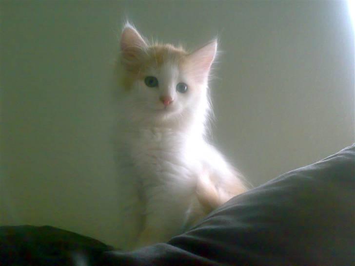 Blanding af racer Hebe - Maine Coon bld. - Prinsessen på hendes trone billede 1