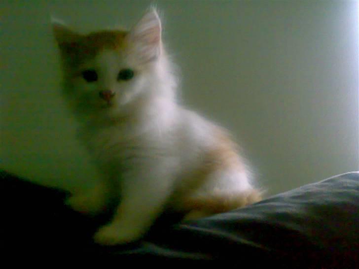 Blanding af racer Hebe - Maine Coon bld. billede 2