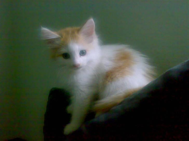 Blanding af racer Hebe - Maine Coon bld. billede 3