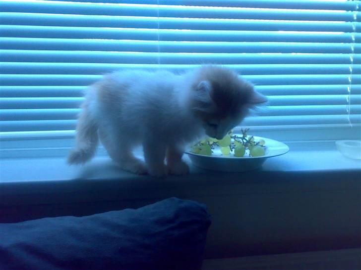 Blanding af racer Hebe - Maine Coon bld. billede 4